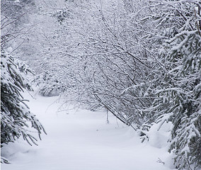 Image showing Path in the Woods