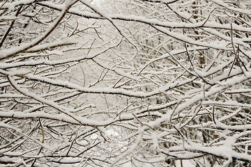 Image showing Frozen Branches