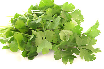 Image showing Coriander