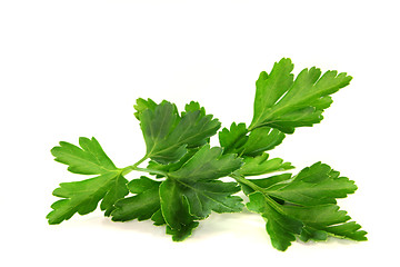 Image showing Parsley