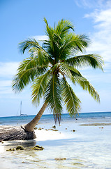 Image showing Caribbean beach with palm and white sand