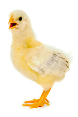 Image showing Chicken