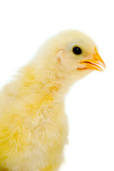 Image showing Chicken