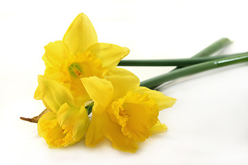 Image showing Daffodil