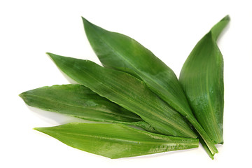 Image showing Wild garlic