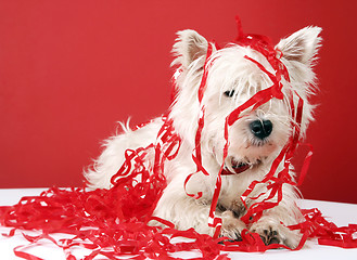 Image showing White puppy