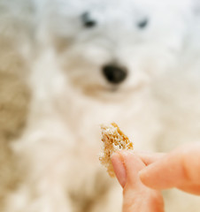 Image showing West highland white terrier