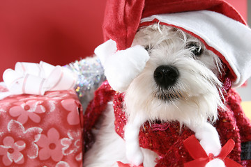 Image showing White puppy