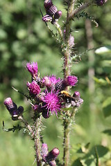 Image showing Bumblebee