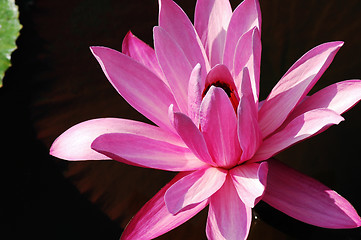 Image showing Blooming lotus