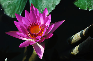 Image showing Blooming lotus