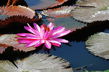 Image showing Blooming lotus