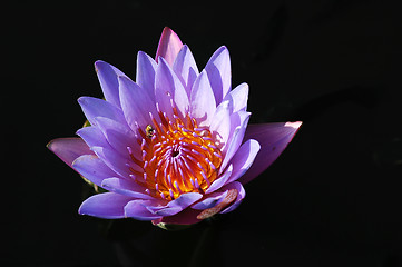 Image showing Blooming lotus