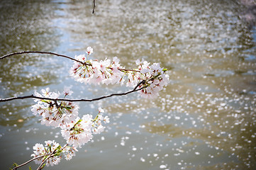 Image showing Cherry blossom above water