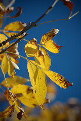 Image showing Leafs in fall