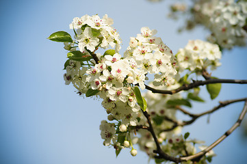 Image showing Cherry flower