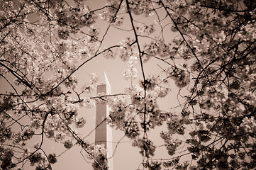 Image showing Washington Monument framed by cherry blossom