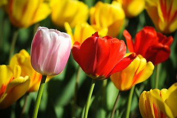 Image showing Beautiful tulips