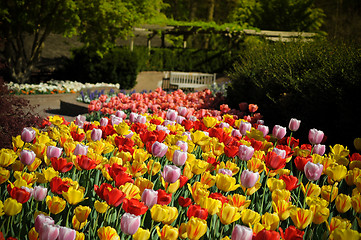 Image showing Beautiful tulips