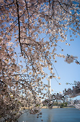 Image showing Washington Monument framed by cherry blossom