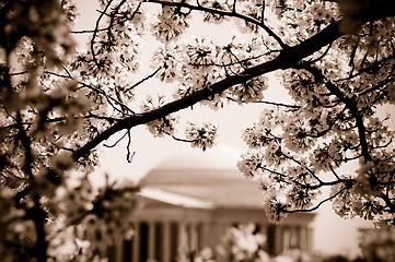 Image showing Jefferson Memorial and cherry blossoms