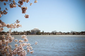 Image showing Jefferson Memorial Cherry Blossoms