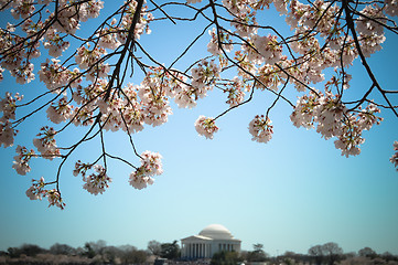 Image showing Jefferson Memorial and cherry blossoms