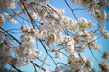 Image showing Cherry Blossom