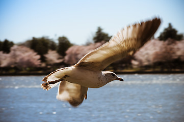 Image showing Flying Bird