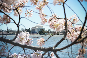 Image showing Jefferson Memorial through Cherry Blossoms