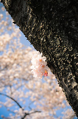 Image showing Cherry Blossom tree