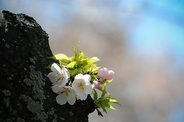 Image showing Cherry Blossom tree