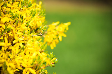 Image showing Yellow Flower in a garden 