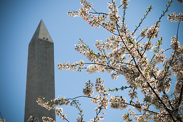 Image showing Cherry blossom