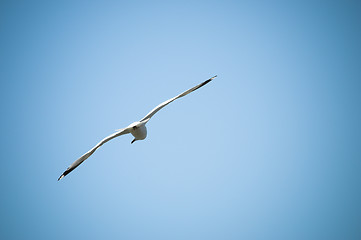 Image showing Flying Bird