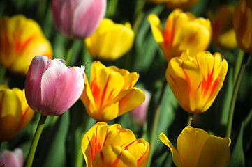 Image showing Flower, Spring, Tulip, Backgrounds, Formal Garden, Flower Bed, Field, Nature, Multi Colored, Beauty, May, Red, Season, Beautiful, Beauty In Nature, Yellow, Red, Plant, Macro, Growth, Blossom, Leaf, Su
