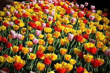 Image showing Beautiful tulips