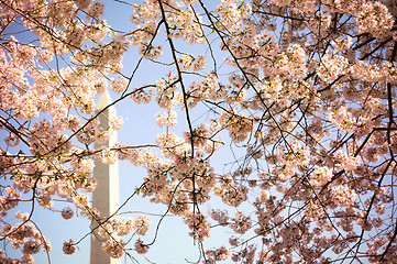 Image showing Washington Monument framed by cherry blossom