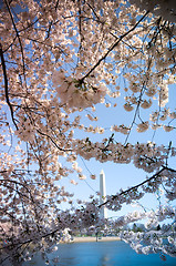 Image showing Washington Monument framed by cherry blossom