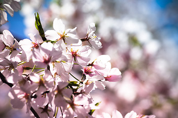 Image showing Cherry Blossom