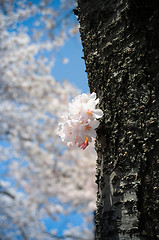 Image showing Cherry Blossom tree