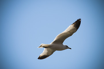 Image showing Flying Bird