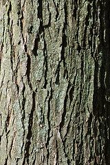 Image showing Tree Bark