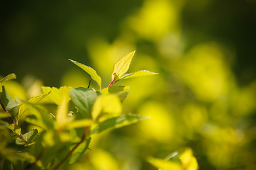 Image showing Fresh And Green Leaves 