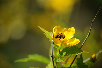 Image showing Honey bee on a flower 