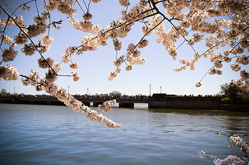 Image showing Cherry Blossom over Potomac river