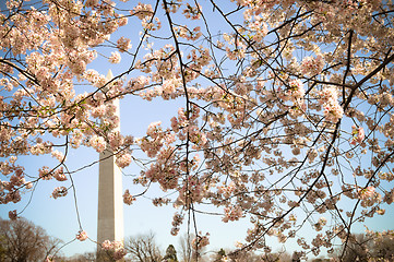 Image showing Washington Monument framed by cherry blossom