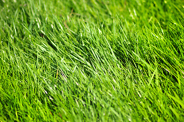 Image showing Fresh grass