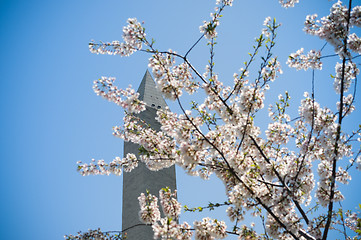 Image showing Cherry blossom