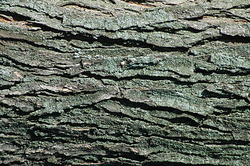 Image showing Tree Bark